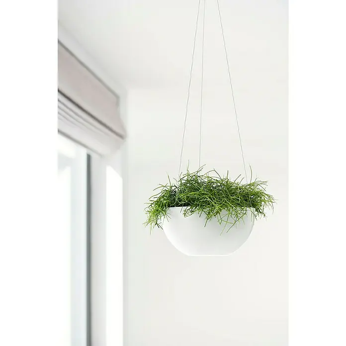 Ecopots Brussels Hängeampel BrusselØ x H: 26,5 x 13 cm, Kunststoff, Weiß - Nahaufnahme einer hängenden Zimmerpflanze in einem weißen Topf, die an dünnen Drähten von der Decke hängt und eine moderne, minimalistische Ästhetik erzeugt.