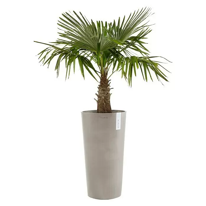 Ecopots Amsterdam Pflanzsäule rund High - Außenmaß (Ø x H): 49,8 x 91 cm, Kunststoff, Braungrau - Grüne Palme in einem hohen, hellgrauen zylindrischen Topf mit einem 'ECOPOTS'-Etikett.