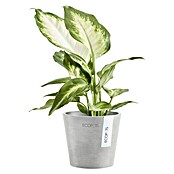 Ecopots Amsterdam Pflanztopf Mini (Außenmaß (Ø x H): 10,5 x 9,2 cm, Kunststoff, Weiß, Grau) | BAUHAUS