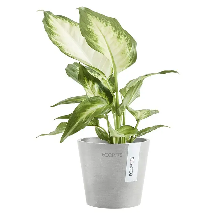 Ecopots Amsterdam Pflanztopf Mini - Außenmaß (Ø x H): 10,5 x 9,2 cm, Kunststoff, Weiß, Grau - Eine Dieffenbachia 'Hilo' Zimmerpflanze in einem hellgrauen Ecopots Pflanzgefäß, die mit ihrem grünen und weißen Laub ins Auge fällt.