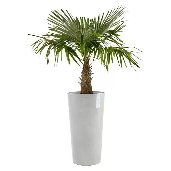 Ecopots Amsterdam Pflanzsäule rund High - Außenmaß (Ø x H): 41,5 x 76,8 cm, Kunststoff, Weiß, Grau - Eine kleine Palme mit fächerförmigen Blättern in einem hohen, hellgrauen zylindrischen Pflanzgefäß.