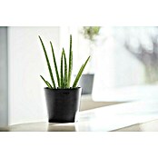 Ecopots Amsterdam Pflanztopf Mini (Außenmaß (Ø x H): 17 x 14,9 cm, Kunststoff, Dunkelgrau) | BAUHAUS