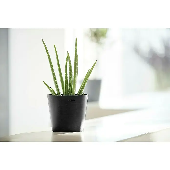 Ecopots Amsterdam Pflanztopf Mini - Außenmaß (Ø x H): 17 x 14,9 cm, Kunststoff, Dunkelgrau - Aloe Vera Pflanze in schwarzem ECOPOTS-Topf auf einem hellen Untergrund. Dekorative und luftreinigende Zimmerpflanze im modernen Pflanzgefäß.