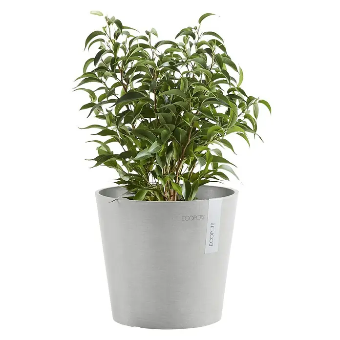 Ecopots Amsterdam Pflanztopf Mini - Außenmaß (Ø x H): 17 x 14,9 cm, Kunststoff, Weiß, Grau - Zimmerpflanze in einem grauen Ecopots-Pflanztopf.