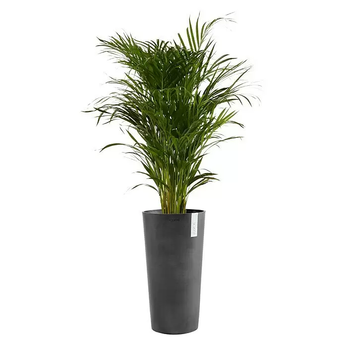 Ecopots Amsterdam Pflanzsäule rund Mid High - Außenmaß (Ø x H): 34 x 66 cm, Kunststoff, Dunkelgrau - Grüne Palmenpflanze in einem hohen, dunkelgrauen zylindrischen Pflanzgefäß.