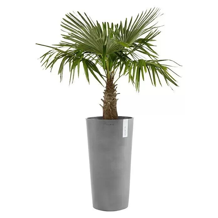 Ecopots Amsterdam Pflanzsäule rund Mid High - Außenmaß (Ø x H): 34 x 66 cm, Kunststoff, Grau - Kleine Topfpalme mit grünen Wedeln und braunem Stamm, in einem hohen, grauen Pflanzgefäß.