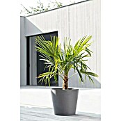 Ecopots Amsterdam Pflanzkübel rund (Außenmaß (Ø x H): 40 x 35 cm, Kunststoff, Grau, Mit Bewässerungssystem) | BAUHAUS