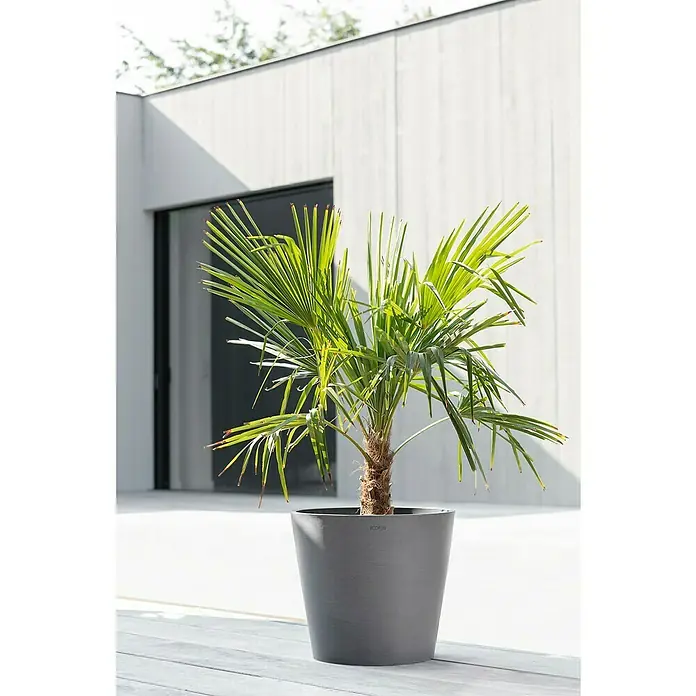 Ecopots Amsterdam Pflanzkübel rundAußenmaß (Ø x H): 40 x 35 cm, Kunststoff, Grau, Mit Bewässerungssystem - Ein kleiner Palmenbaum in einem grauen Pflanzgefäß steht vor einem modernen Gebäude, der sich ideal für drinnen und draußen eignet.