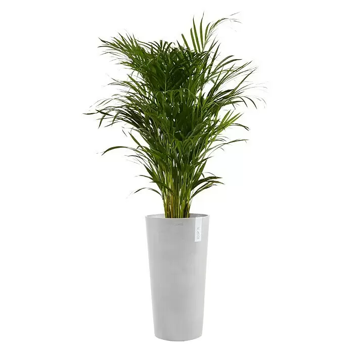 Ecopots Amsterdam Pflanzsäule rund Mid High - Außenmaß (Ø x H): 34 x 66 cm, Kunststoff, Weiß, Grau - Grüne Palmenpflanze in einem hellgrauen zylindrischen ECOPOTS Pflanzgefäß.