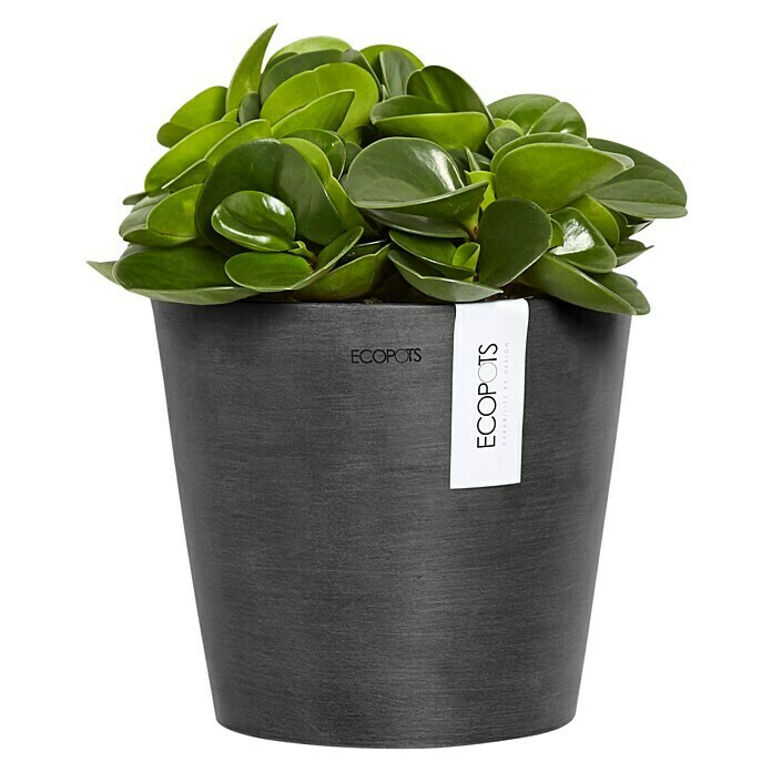 Ecopots Amsterdam Pflanztopf Wall (Außenmaß (Ø x H): 20 x 17,5 cm, Kunststoff, Dunkelgrau) | BAUHAUS