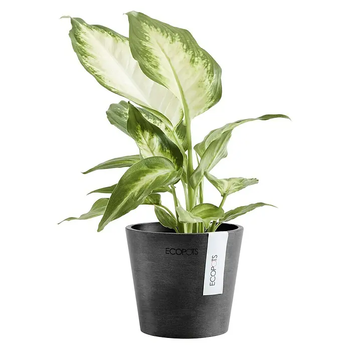 Ecopots Amsterdam Pflanztopf Mini - Außenmaß (Ø x H): 10,5 x 9,2 cm, Kunststoff, Dunkelgrau - Zimmerpflanze Dieffenbachia in einem dunklen Ecopot-Pflanzgefäß mit weiß-grünen Blättern.