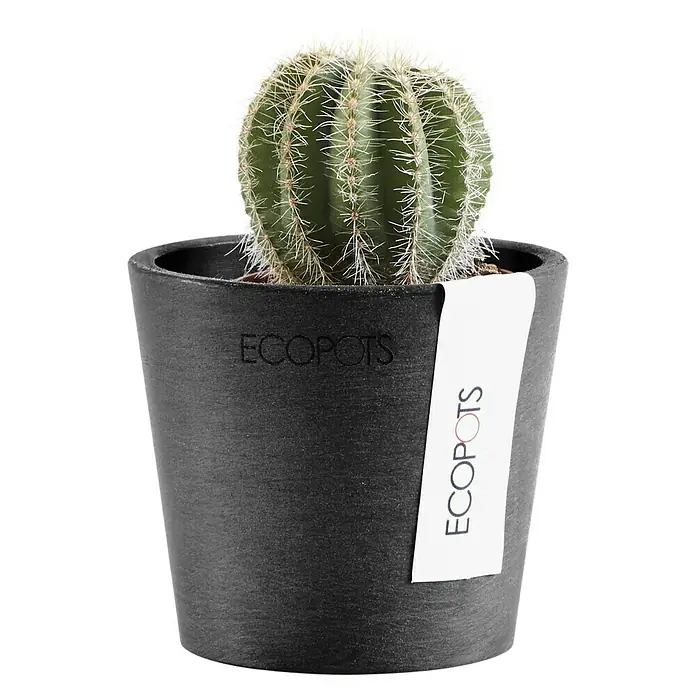 Ecopots Amsterdam Pflanztopf Mini - Außenmaß (Ø x H): 8 x 7 cm, Kunststoff, Dunkelgrau - Nahaufnahme eines Kaktus in einem schwarzen ECOPOTS-Topf, der die einzigartige Textur und das Design des Topfes hervorhebt.