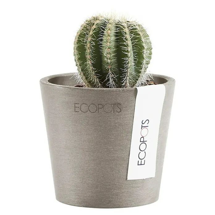 Ecopots Amsterdam Pflanztopf Mini - Außenmaß (Ø x H): 8 x 7 cm, Kunststoff, Braungrau - Kaktus in einem grauen Ecopots-Blumentopf, der das natürliche Aussehen des Kaktus und die Nachhaltigkeit des Topfes hervorhebt.