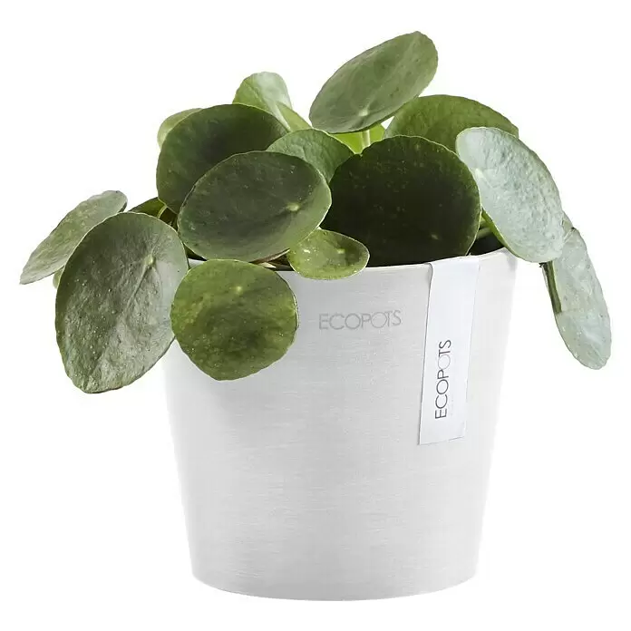 Ecopots Amsterdam Pflanztopf Mini - Außenmaß (Ø x H): 13 x 11,4 cm, Kunststoff, Weiß - Eine Pilea peperomioides Pflanze in einem weißen strukturierten Topf mit ECOPOTS Etikett.