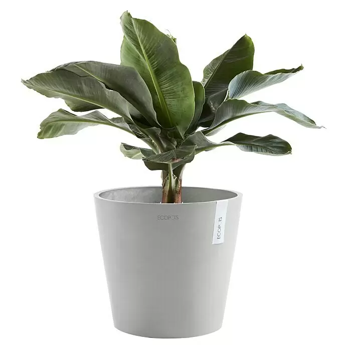 Ecopots Amsterdam Pflanzkübel rund - Außenmaß (Ø x H): 40 x 34,8 cm, Kunststoff, Weißgrau, Mit Bewässerungssystem - Kleine Bananenpflanze in einem runden, grauen ECOPOTS Pflanztopf.