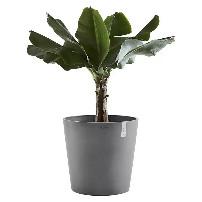 Ecopots Amsterdam Pflanzkübel rund - Außenmaß (Ø x H): 50 x 44,3 cm, Kunststoff, Grau, Mit Bewässerungssystem - Topfbananenpflanze mit leuchtend grünen Blättern in einem runden, dunkelgrauen ECOPOTS-Pflanzgefäß.