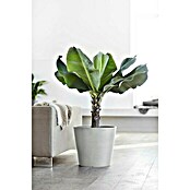 Ecopots Amsterdam Pflanzkübel rund (Außenmaß (Ø x H): 40 x 35 cm, Kunststoff, Weißgrau, Mit Bewässerungssystem) | BAUHAUS