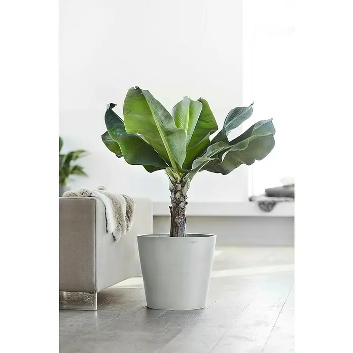 Ecopots Amsterdam Pflanzkübel rund - Außenmaß (Ø x H): 40 x 34,8 cm, Kunststoff, Weißgrau, Mit Bewässerungssystem - Zimmerpflanze: Eine Bananenpflanze in einem grauen Topf steht auf einem Holzboden vor einer Couch.