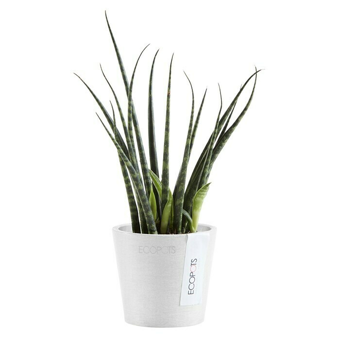 Ecopots Amsterdam Pflanztopf Mini (Außenmaß (Ø x H): 8 x 7 cm, Kunststoff, Weiß) | BAUHAUS