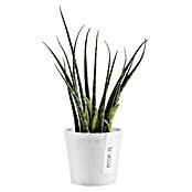 Ecopots Amsterdam Pflanztopf Mini (Außenmaß (Ø x H): 8 x 7 cm, Kunststoff, Weiß) | BAUHAUS