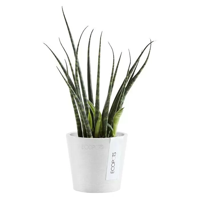 Ecopots Amsterdam Pflanztopf Mini - Außenmaß (Ø x H): 8 x 7 cm, Kunststoff, Weiß - Hohe Sansevieria mit grün gestreiften Blättern in einem weißen ECOPOTS Pflanzgefäß.