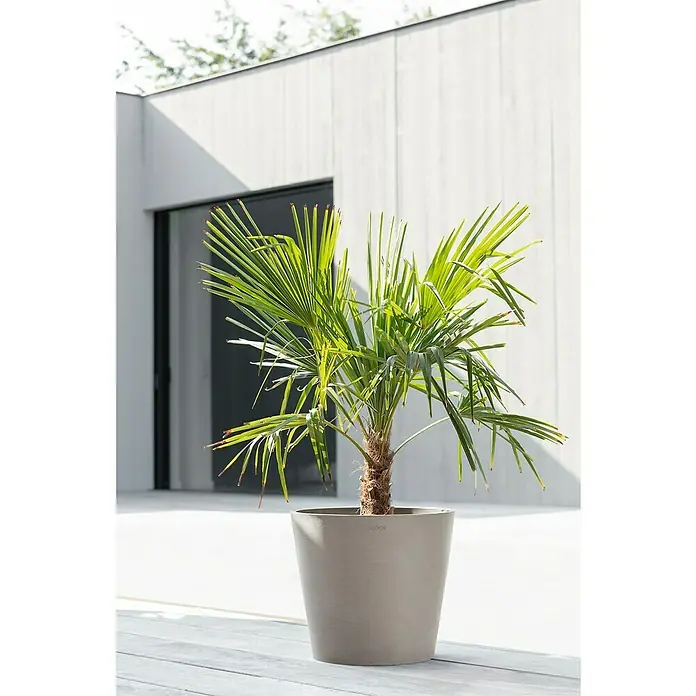 Ecopots Amsterdam Pflanzkübel rund - Außenmaß (Ø x H): 40 x 34,8 cm, Kunststoff, Braungrau, Mit Bewässerungssystem - Der Ecopot in Taupe beherbergt eine fächerförmige Zwergpalme und verleiht modernem Wohnraum einen exotischen Touch. Stilvoll und einladend!
