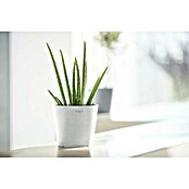 Ecopots Amsterdam Pflanztopf Mini (Außenmaß (Ø x H): 17 x 14,9 cm, Kunststoff, Weiß) | BAUHAUS