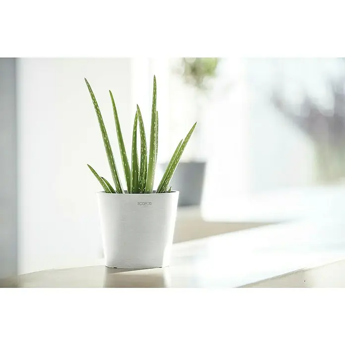Ecopots Amsterdam Pflanztopf Mini - Außenmaß (Ø x H): 17 x 14,9 cm, Kunststoff, Weiß - Nahaufnahme einer Aloe Vera Pflanze in einem weißen ECOPOTS Topf, die natürliche Schönheit und minimalistisches Design vereint.