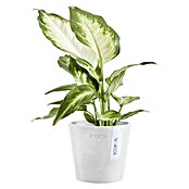 Ecopots Amsterdam Pflanztopf Mini (Außenmaß (Ø x H): 10,5 x 9,2 cm, Kunststoff, Weiß) | BAUHAUS