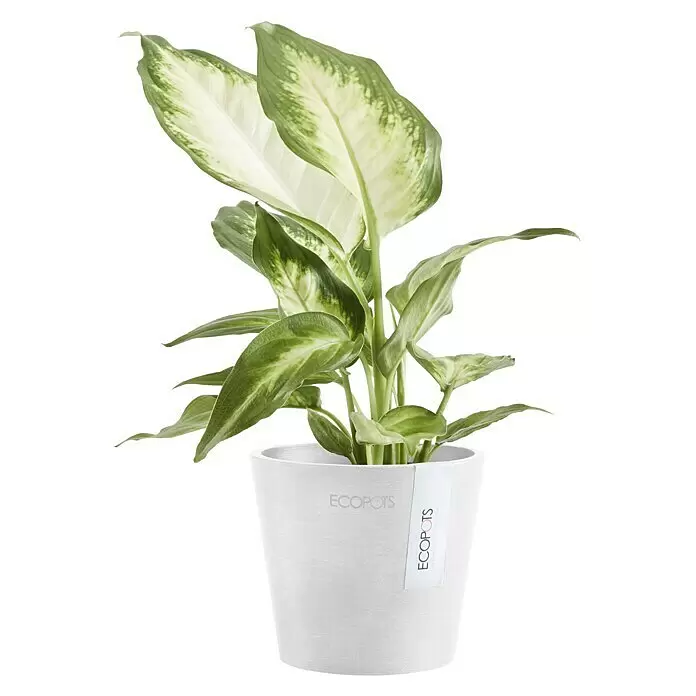 Ecopots Amsterdam Pflanztopf Mini - Außenmaß (Ø x H): 10,5 x 9,2 cm, Kunststoff, Weiß - Dieffenbachia Zimmerpflanze in weißem ECOPOTS Übertopf mit grün-weiß panaschierten Blättern.