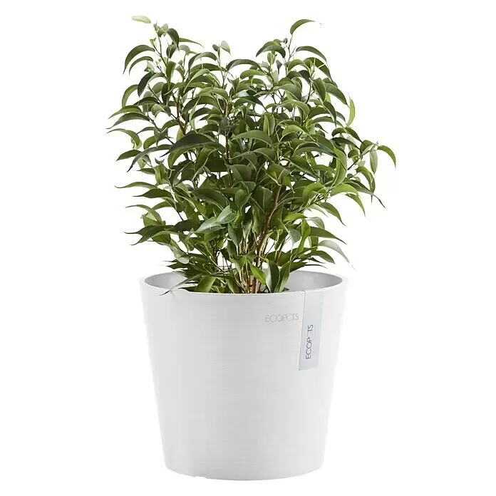 Ecopots Amsterdam Pflanztopf Mini - Außenmaß (Ø x H): 17 x 14,9 cm, Kunststoff, Weiß - Grüne Pflanze in einem strukturierten weißen ECOPOTS Übertopf.