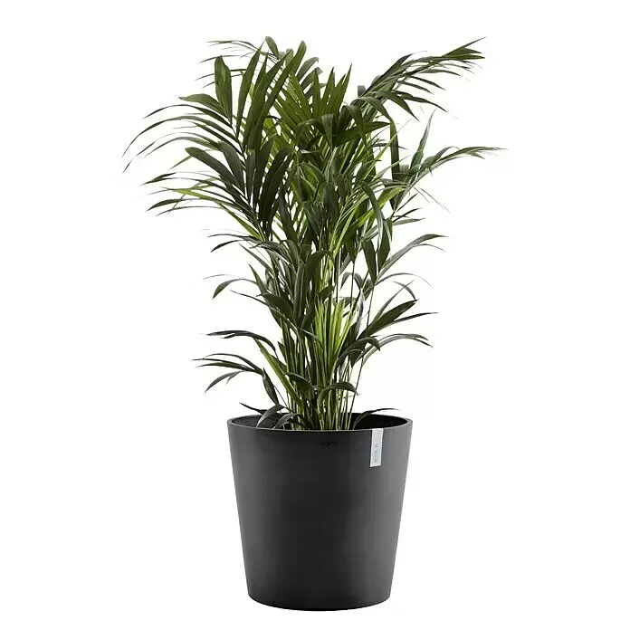 Ecopots Amsterdam Pflanzkübel rund - Außenmaß (Ø x H): 50 x 44,3 cm, Kunststoff, Dunkelgrau, Mit Bewässerungssystem - Grüne Zimmerpflanze mit Palmenblättern in einem dunkelgrauen Topf.