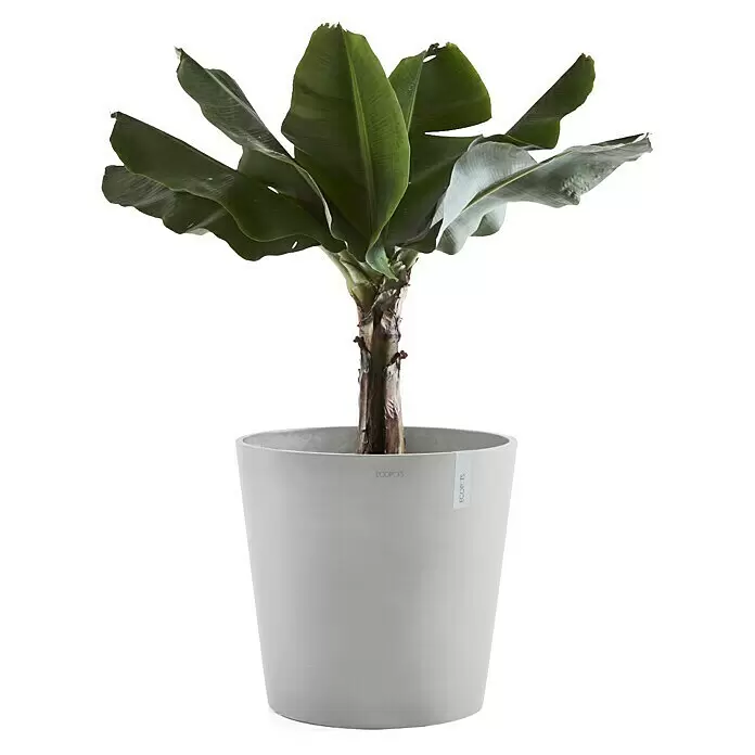 Ecopots Amsterdam Pflanzkübel rund - Außenmaß (Ø x H): 50 x 44,3 cm, Kunststoff, Weißgrau, Mit Bewässerungssystem - Kleine Bananenpflanze mit großen grünen Blättern in einem hellgrauen Topf.