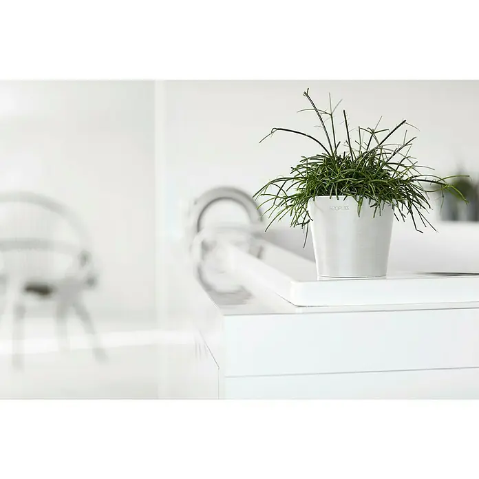 Ecopots Amsterdam Pflanztopf Mini - Außenmaß (Ø x H): 10,5 x 9,2 cm, Kunststoff, Weiß - Nahaufnahme einer grünen Pflanze im weißen "Ecopots"-Topf auf einer weißen Oberfläche, minimalistisches und stilvolles Design.
