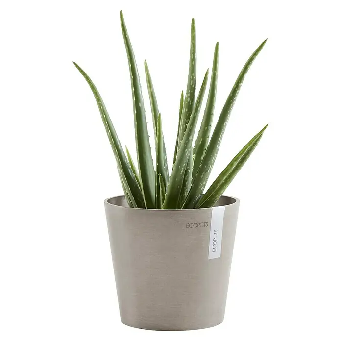 Ecopots Amsterdam Pflanztopf Mini - Außenmaß (Ø x H): 17 x 14,9 cm, Kunststoff, Braungrau - Nahaufnahme einer Aloe Vera Pflanze in einem Ecopot, die ihre grünen Blätter und die Textur des Topfes hervorhebt.