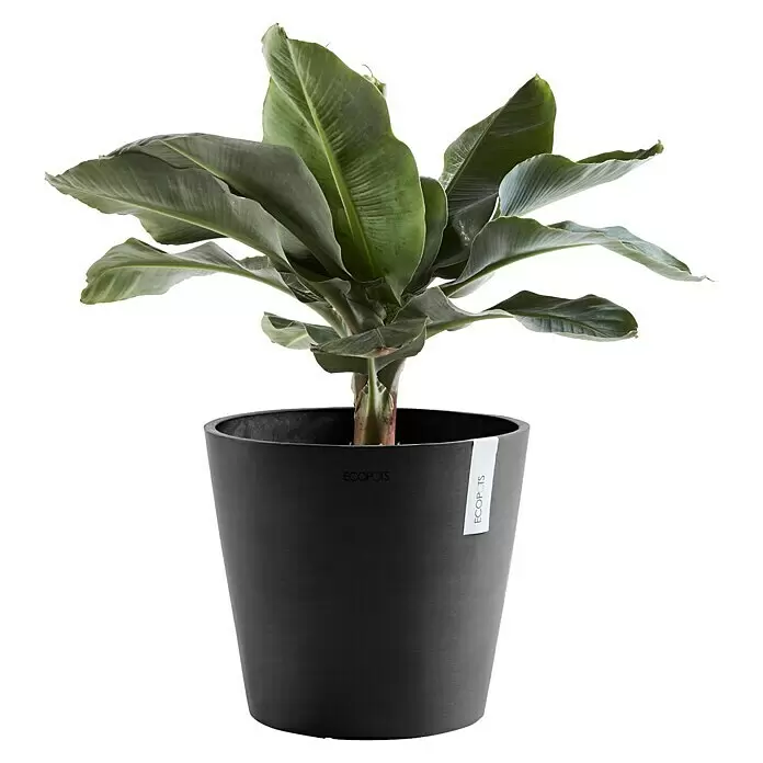 Ecopots Amsterdam Pflanzkübel rund - Außenmaß (Ø x H): 40 x 34,8 cm, Kunststoff, Dunkelgrau, Mit Bewässerungssystem - Dunkelgrauer ECOPOTS Pflanztopf mit einer üppig grünen Bananenpflanze.
