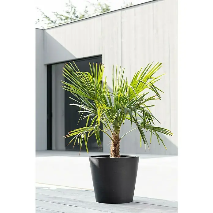 Ecopots Amsterdam Pflanzkübel rund - Außenmaß (Ø x H): 40 x 34,8 cm, Kunststoff, Dunkelgrau, Mit Bewässerungssystem - Zimmerpflanze in einem schwarzen Topf vor einer weißen Wand.