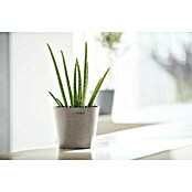 Ecopots Amsterdam Pflanztopf Mini (Außenmaß (Ø x H): 17 x 14,9 cm, Kunststoff, Braungrau) | BAUHAUS