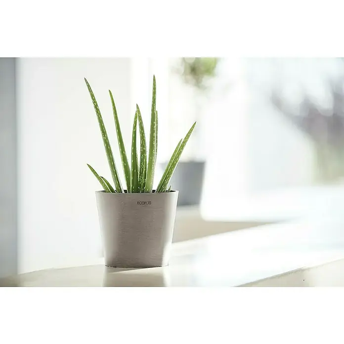 Ecopots Amsterdam Pflanztopf Mini - Außenmaß (Ø x H): 17 x 14,9 cm, Kunststoff, Braungrau - Nahaufnahme einer Aloe Vera Pflanze im Ecopots Blumentopf, die auf einem hellen Tisch vor einem hellen Fenster steht.