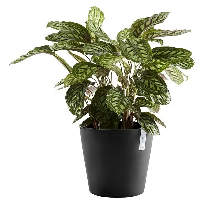 Ecopots Amsterdam Pflanzkübel rund - Außenmaß (Ø x H): 30 x 25,9 cm, Kunststoff, Dunkelgrau, Mit Bewässerungssystem - Eine leuchtende Gebetspflanze mit grün gemusterten Blättern in einem schwarzen Pflanztopf.