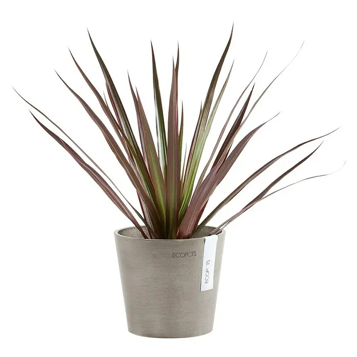 Ecopots Amsterdam Pflanztopf Mini - Außenmaß (Ø x H): 13 x 11,4 cm, Kunststoff, Braungrau - Diese Aufnahme zeigt eine Cordyline Zimmerpflanze mit langen, schmalen Blättern in einem modernen, grauen Ecopots Blumentopf.