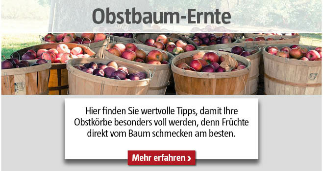 Kategorieteaser Gartenpflege Obstbaum Ernte