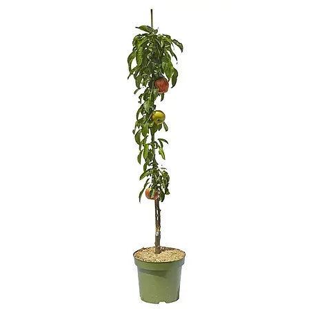 Piardino  Säulen-Apfelbaum