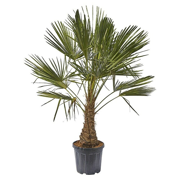 Piardino Hanfpalme (Topfgröße: 26 cm)