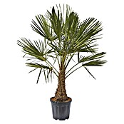 Piardino Hanfpalme (Topfgröße: 26 cm)