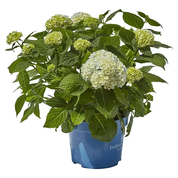 Piardino Hortensie - Hydrangea 'Endless Summer'®, Blau/Rosa/Weiß - Nahaufnahme einer Endless Summer Hortensie in einem blauen Topf, die üppige weiße Blüten und grüne Blätter zeigt.