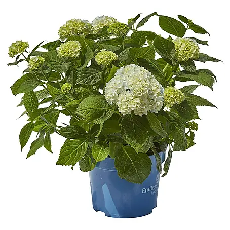Piardino  Hortensie