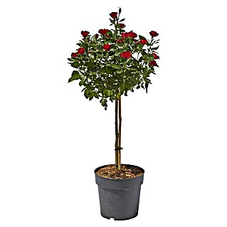 Piardino Strauchrose (Rosa x 'Zepeti'®, Topfvolumen: 6 l, Rubinrot)