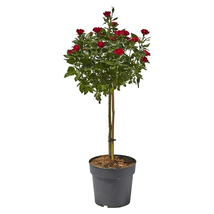 Piardino StrauchroseRosa x 'Zepeti'®, Topfvolumen: 6 l, Rubinrot