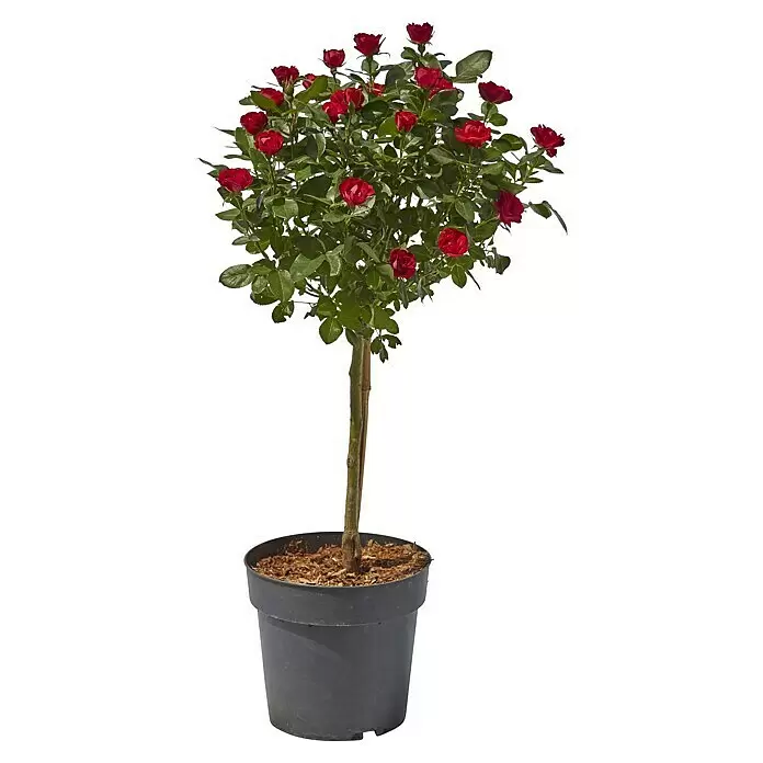 Piardino StrauchroseRosa x 'Zepeti'®, Topfvolumen: 5 l, Rubinrot